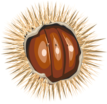 Illustration, dagger, fruit, chestnut, 