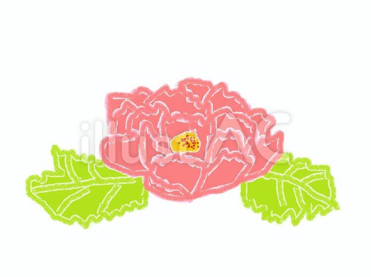 牡丹 花,春,５月のイラスト素材