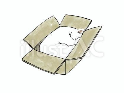 ねこ 段ボール箱で寝る 3 白猫