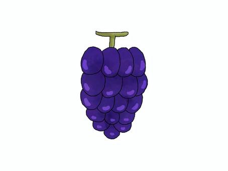 ぶどう ぶどう,巨峰,果物,秋,紫,1房のイラスト素材