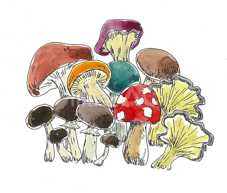 きのこ きのこ,たくさん,可愛いのイラスト素材