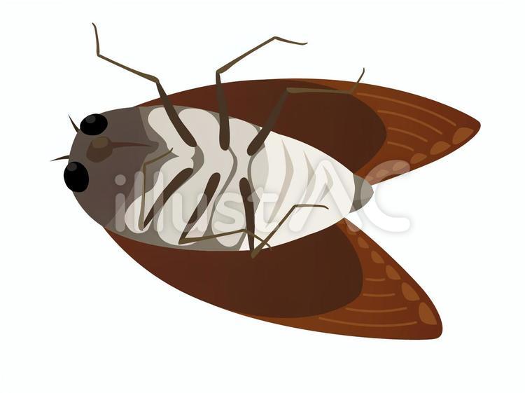 瀕死のセミ セミ,虫,昆虫のイラスト素材