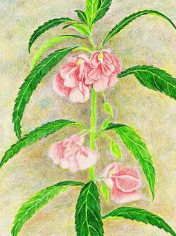 鳳仙花イラスト 無料イラストなら イラストac