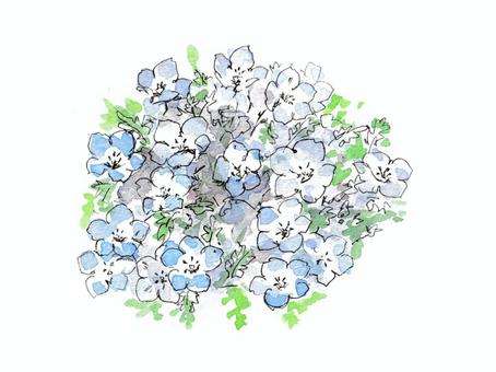 ペンと水彩で描いたネモフィラ ネモフィラ,花,植物,春,4月,5月,花畑,水彩,水彩画,ペン画のイラスト素材