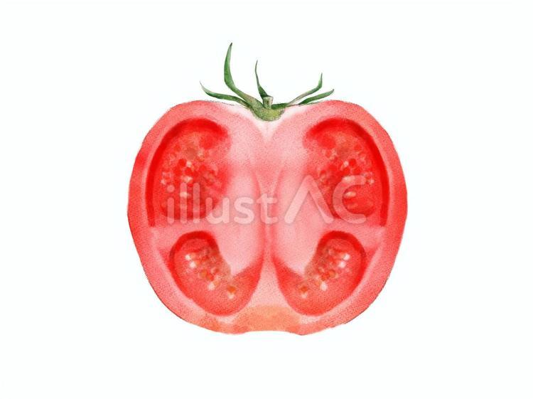 水彩画風半分に切ったトマトのイラスト 手書き,トマト,水彩のイラスト素材