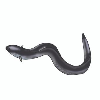Illustration, eel, fish, long thin, 