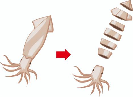 イカカット イカ,スルメ,カット,断面,軟体動物,食材,新鮮,リアルのイラスト素材