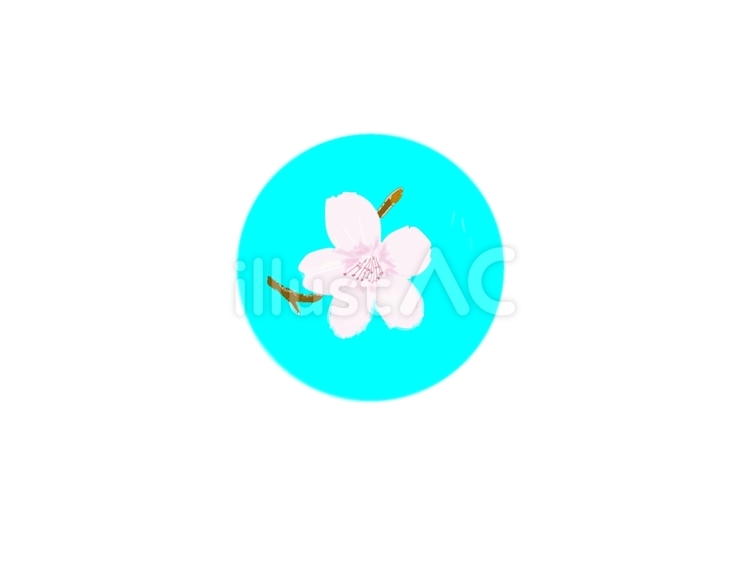 桜、一輪。 春,綺麗,手描きのイラスト素材