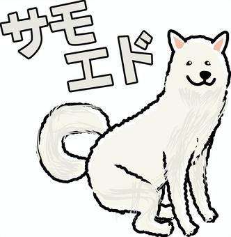 サモエド大型犬　 サモエド,大型犬,犬種,ペット,飼う,かわいい,お座り,カタカナ,線画のイラスト素材