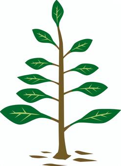 樹木苗木 樹木,苗木,成長,伸びる,植物,自然,イメージ,デフォルメのイラスト素材
