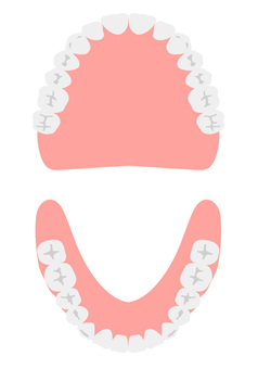 Denture (complete denture) occlusal surface, denture, tooth, denture, JPG, PNG and AI