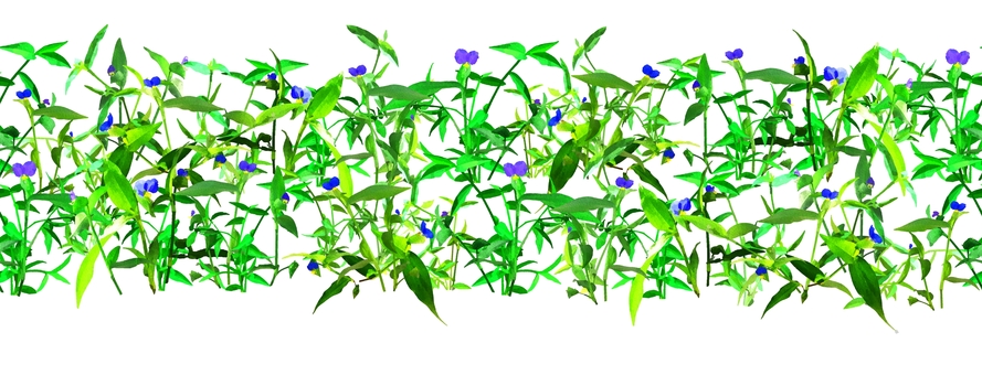 横シームレスなツユクサの詰め合わせ ツユクサ,露草,夏,花,藍色,雑草,水彩,植物,自然,模様のイラスト素材