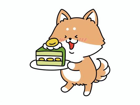 わーい！ケーキだ！嬉しい柴犬さん 柴犬,ケーキ,抹茶ケーキ,誕生日,パーティ,クリスマス,スイーツ,洋菓子,スポンジ,クリームのイラスト素材