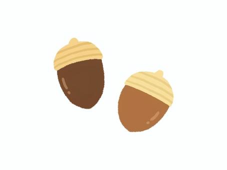 2つのどんぐり どんぐり,木の実,秋,椎の実,ブナ科,茶色,樹木,落葉樹,植物,自然のイラスト素材