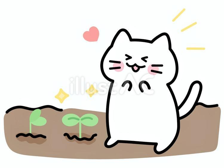 芽が出て嬉しい白猫 猫,白猫,芽のイラスト素材