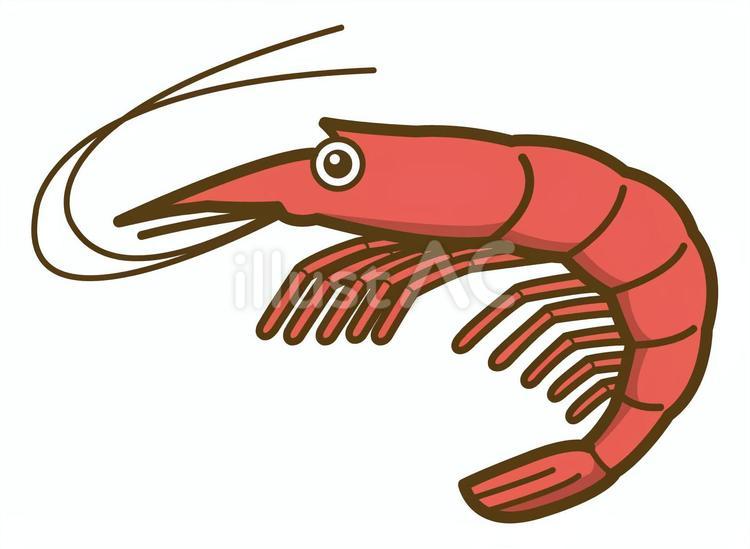 エビ01 エビ,アイコン,あしらいのイラスト素材