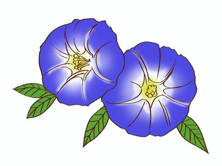 ヒルガオ（青紫） 花,葉,野草,夏,青紫,自然,植物,かわいい,朝顔,イラストのイラスト素材