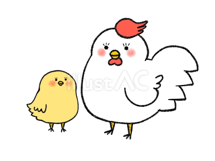 ニワトリさんとヒヨコさん にわとり,鶏,ヒヨコのイラスト素材