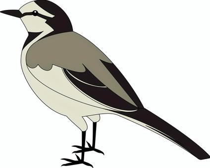 色々な鳥（シジュウカラ2） シジュウカラ,四十雀,小鳥,白黒,オスのイラスト素材