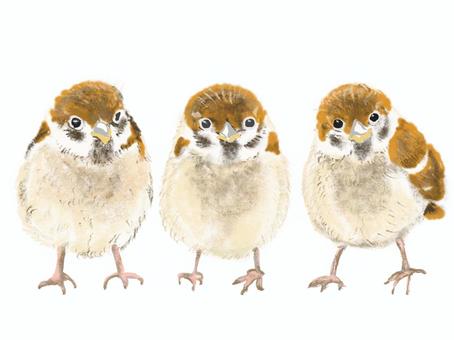 スズメ スズメ,小鳥,野鳥,リアル,手描きのイラスト素材