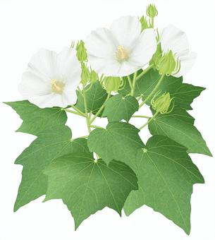 フヨウ/9 フヨウ/9 フヨウ,芙蓉,木芙蓉,白,花,つぼみ,夏,外来種,帰化,木のイラスト素材
