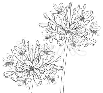 塗り絵 アガパンサスの花