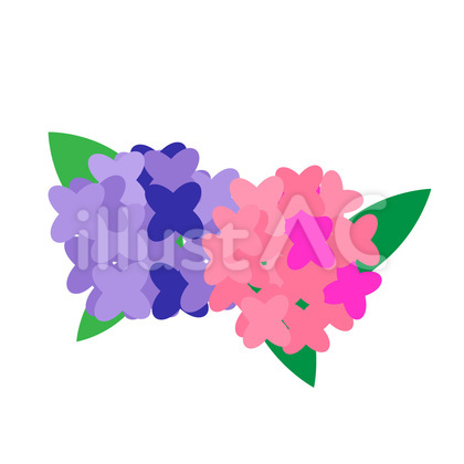 綺麗な紫陽花のイラスト・2色・ピンク・紫
