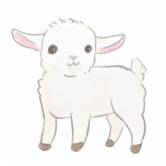 子羊ちゃん