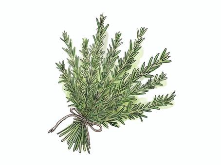 ローズマリーのブーケ｜ボタニカル素材 ローズマリー,ブーケ,水彩,植物,ボタニカル,ハーブ,イラスト,手描き,グリーン,ナチュラルのイラスト素材