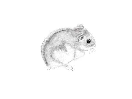 倉鼠, JPG 和 PNG 倉鼠, 鉛筆画, 皂白, 手繪, JPG 和 PNG