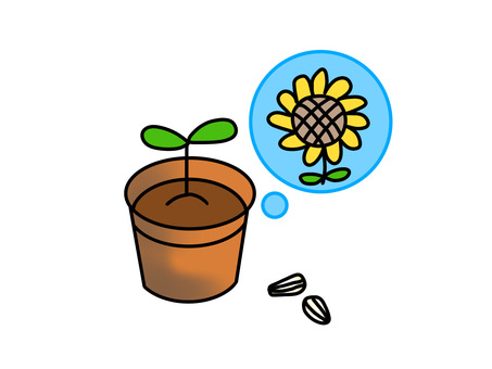 grow sunflowers, , JPG and PNG