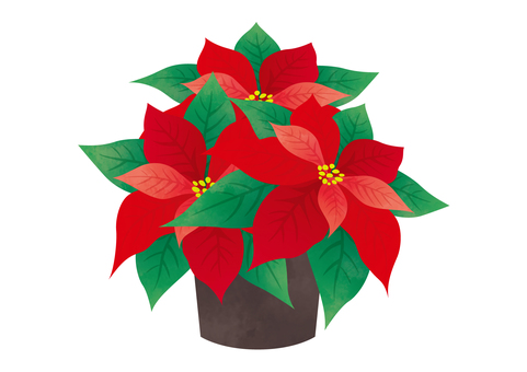 鉢植えポインセチア2 鉢植えポインセチア2 ポインセチア,クリスマス,鉢植え,ガーデニング,飾り,インテリア,植物,12月,装飾,植木鉢のイラスト素材