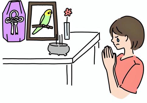 亡くなったインコと飼い主　カラー 遺影,インコ,ペットロス,女性,涙,仏壇,線香,飼い主,カラーのイラスト素材