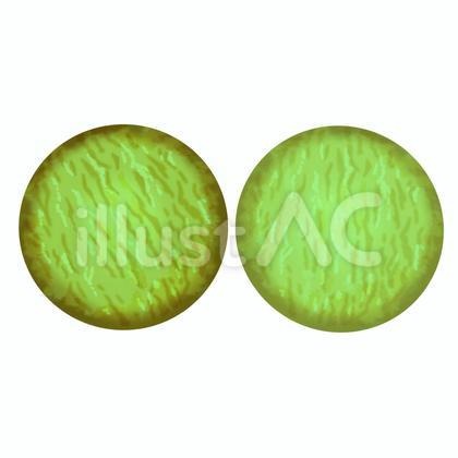 クッキー 抹茶味
