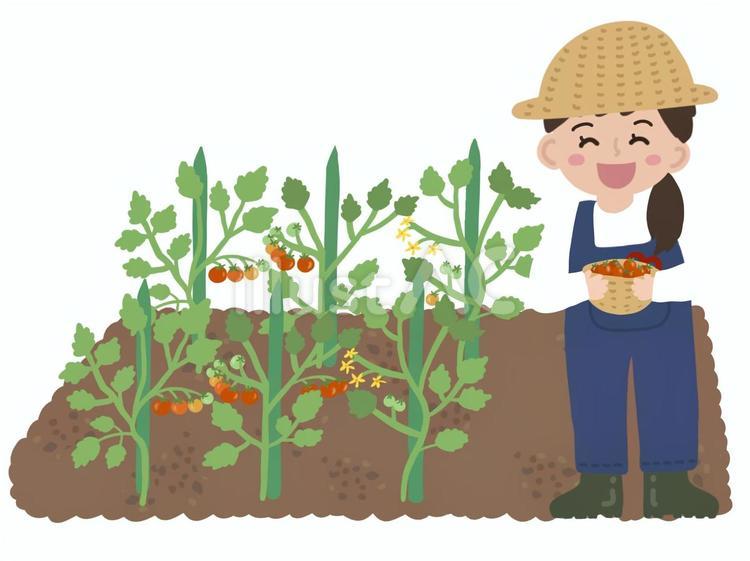 ミニトマトを収穫している女性 ミニトマト,夏野菜,野菜のイラスト素材