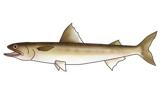 エソ(マエソ) エソ,マエソ,魚,海水魚,釣魚,海,釣り,漁業,生き物,イラストのイラスト素材