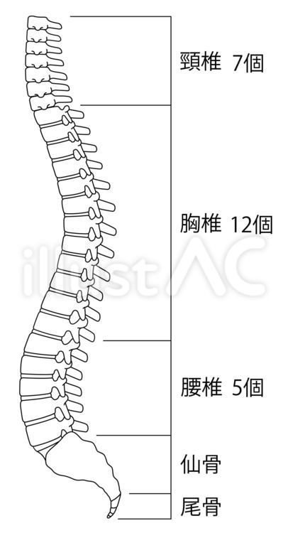 背骨と名称 背骨,名称,骨のイラスト素材