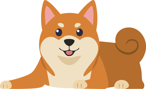 伏せする柴犬正面 柴犬,犬,保護犬,野良犬,ペット,動物のイラスト素材