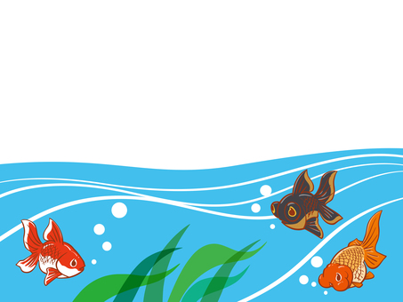 EF＿0002 魚,生物,金魚,涼,水,和金,らんちゅう,出目金,水草,ポストカードのイラスト素材