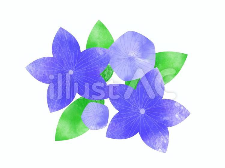 桔梗_ラフ_07 桔梗,秋,秋の花のイラスト素材