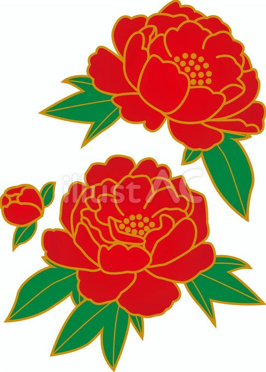 牡丹の花 牡丹,花,植物のイラスト素材