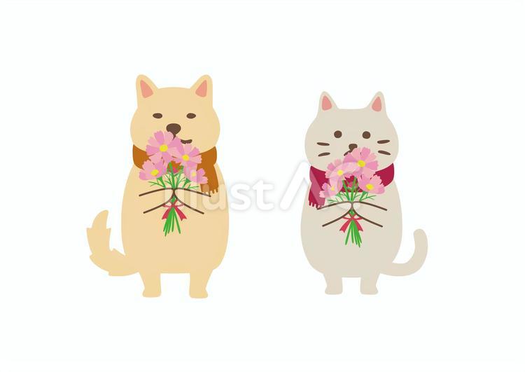 コスモスを持つ猫と犬 秋,コスモス,リボンのイラスト素材