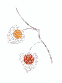 ホオズキ2個(葉脈) ホオズキ2個(葉脈) ホオズキ,夏,植物,赤い,葉脈,シンプル,挿絵,オブジェクトのイラスト素材