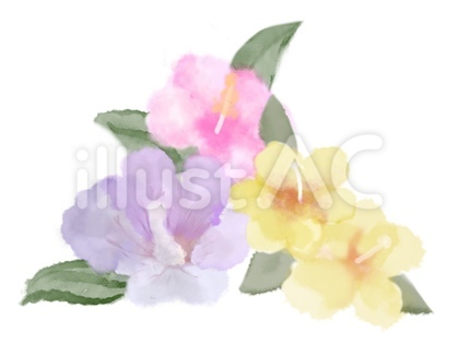 ハイビスカス南国の花イラスト水彩画風