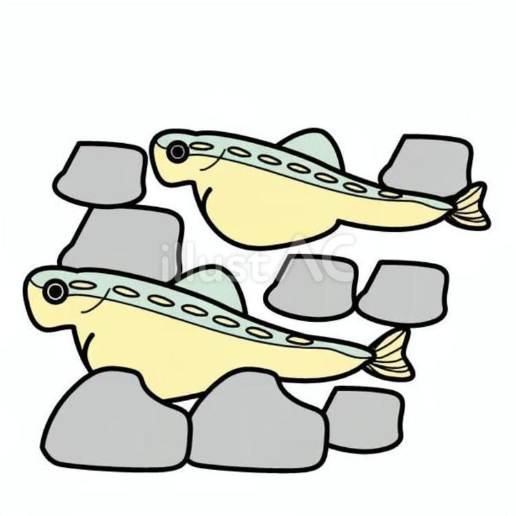 鮭の誕生　4 サケの稚魚,魚類,成長過程のイラスト素材