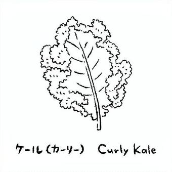 手描きのケール2_名称入_白黒 ケール,カーリーケール,カーリー,野菜,アイコン,食べ物,シンプル,食材,健康,イラストのイラスト素材