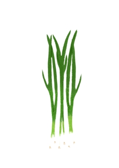 九条ねぎ(手描き) 九条ねぎ,京野菜,冬,野菜,手描きのイラスト素材
