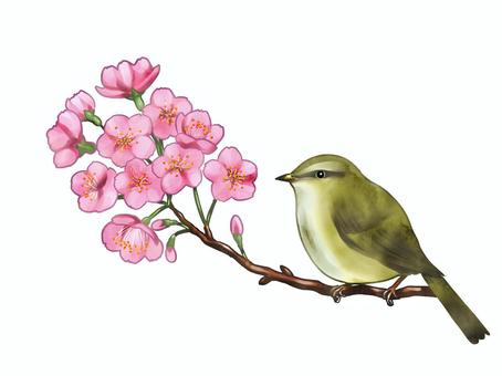 Illustration, cherry blossoms, nice, spring, 