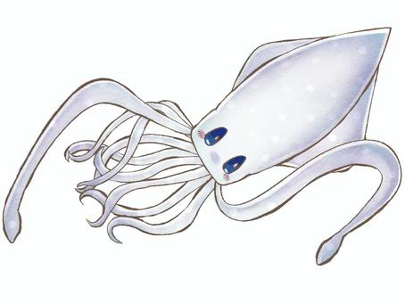 squid, , JPG and PNG