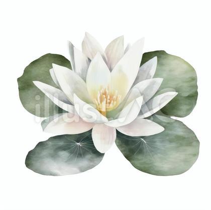 水彩タッチ 睡蓮 白